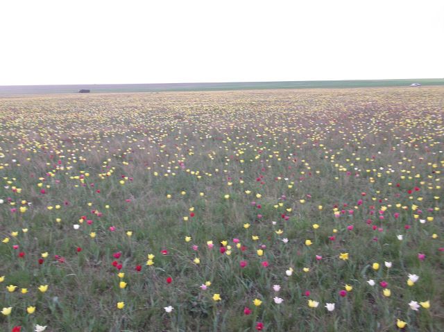 Степові тюльпани.