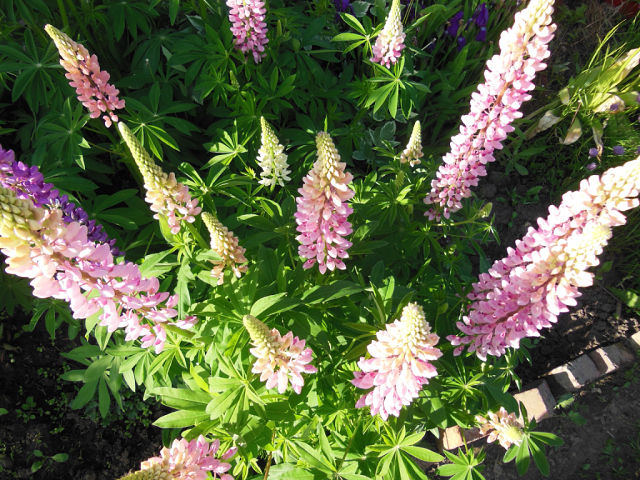 Квіткова галявина влітку