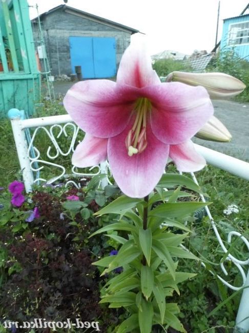 Лілія в саду