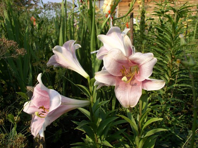 Лілії влітку