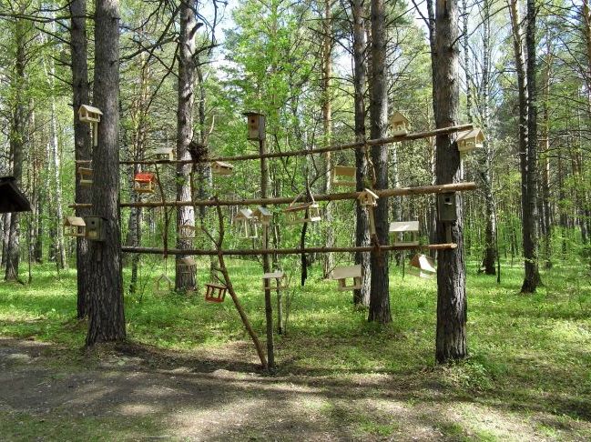 Лісовими стежками