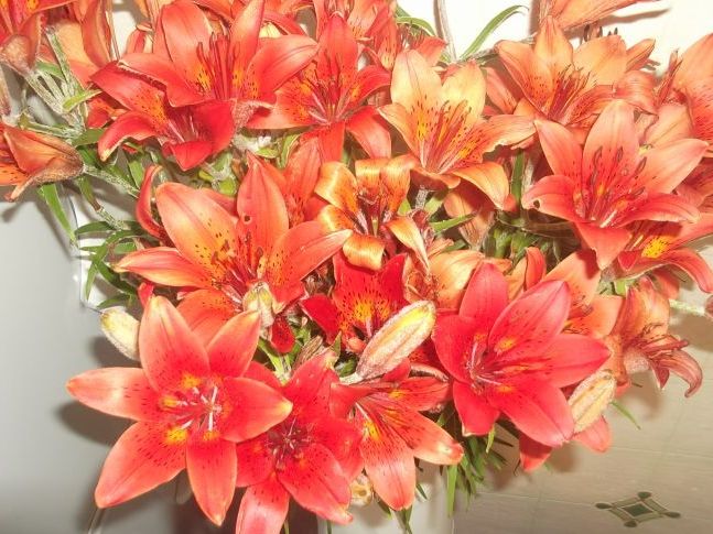 ЛІЛІЯ (саранкі)