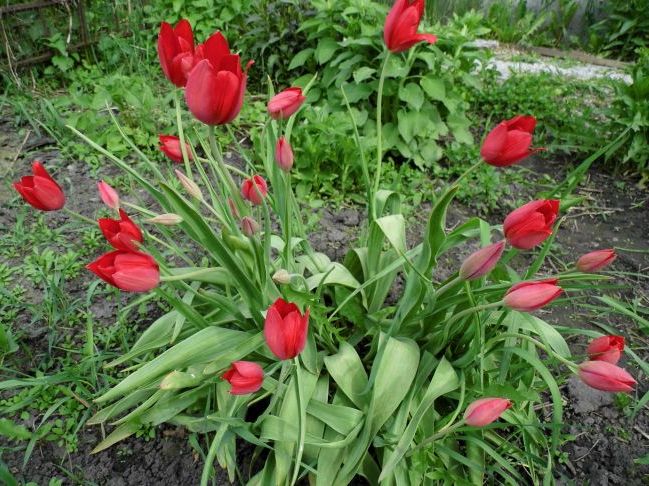 тюльпани
