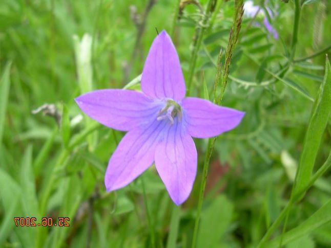 милі дзвіночки