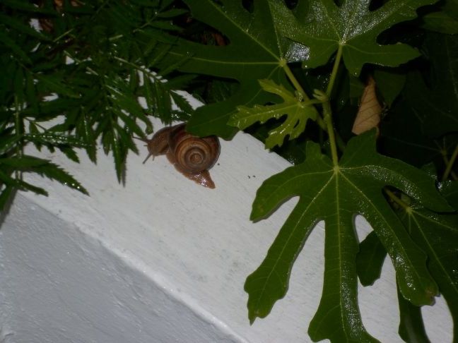 Виноградна равлик.