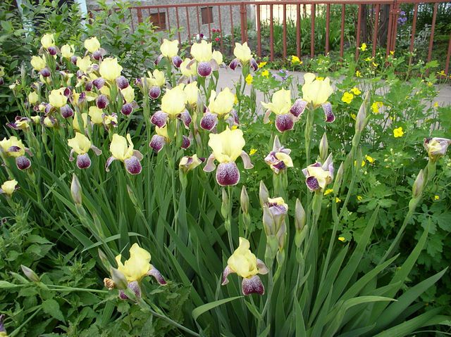 Півники цвітуть літа