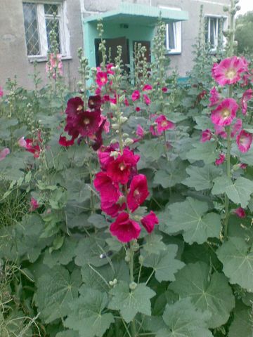 Квіткова галявина біля мого будинку