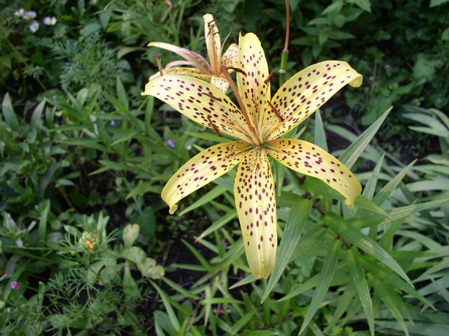 Літні квіти