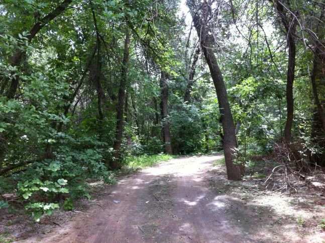 Дорога в лісі