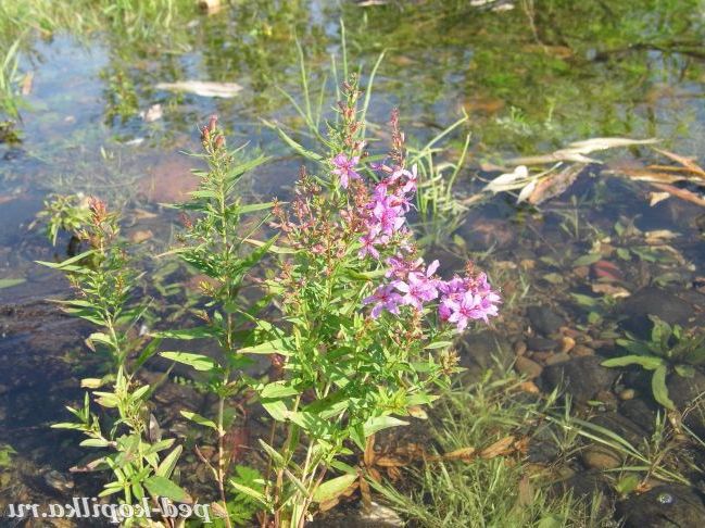 літній відпочинок