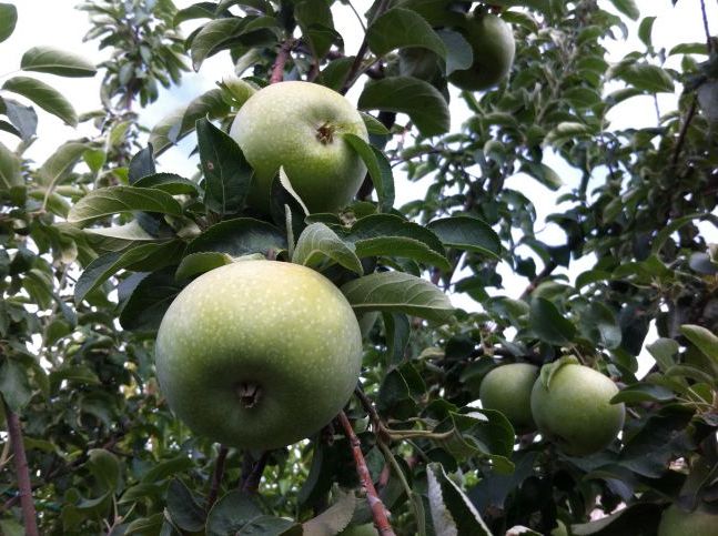 Яблука дозрівають