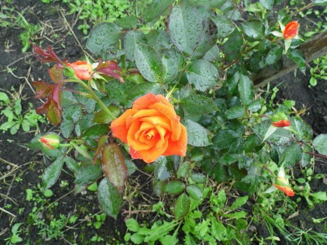 мої троянди