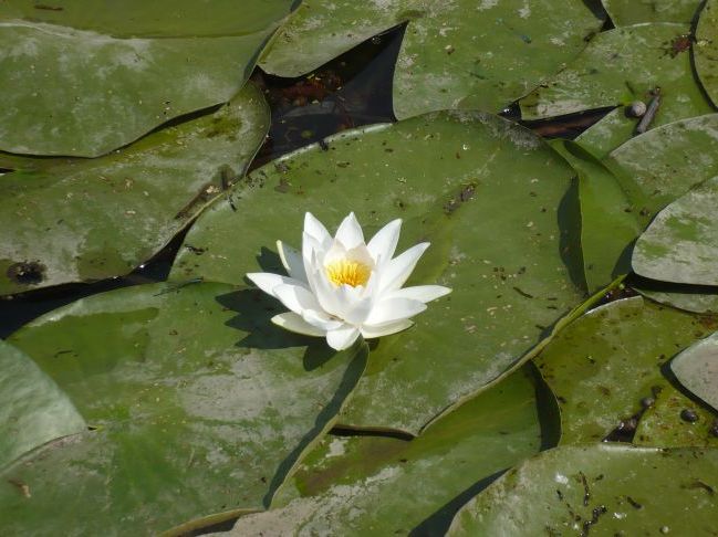 Краса на Верхньому Дону