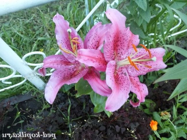 Лілії в саду