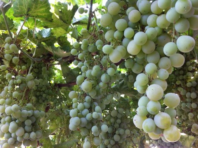 виноград