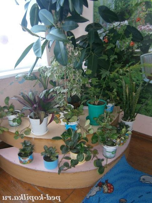 Зелений куточок у дитячому садку