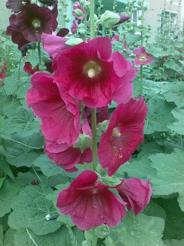 Квіти в липні