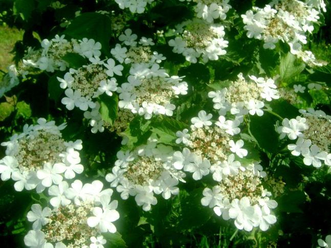 Калини цвіт