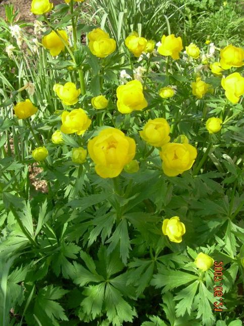 купальниця