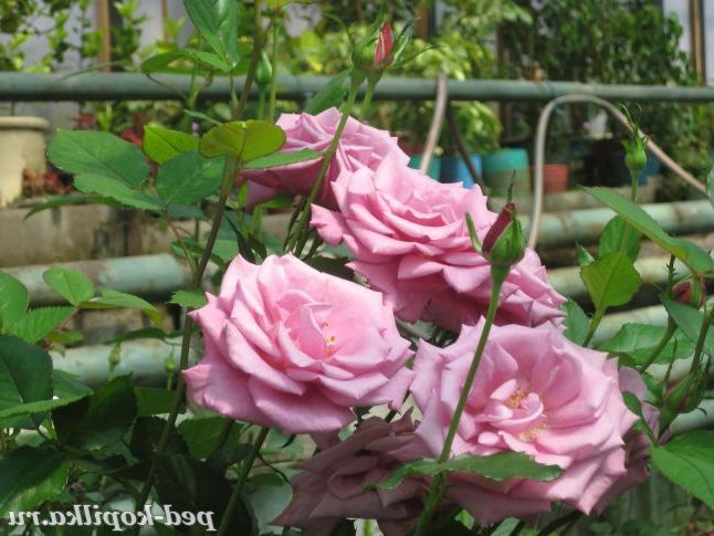 Рожеві троянди