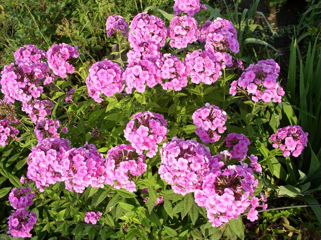 Квіткова галявина влітку