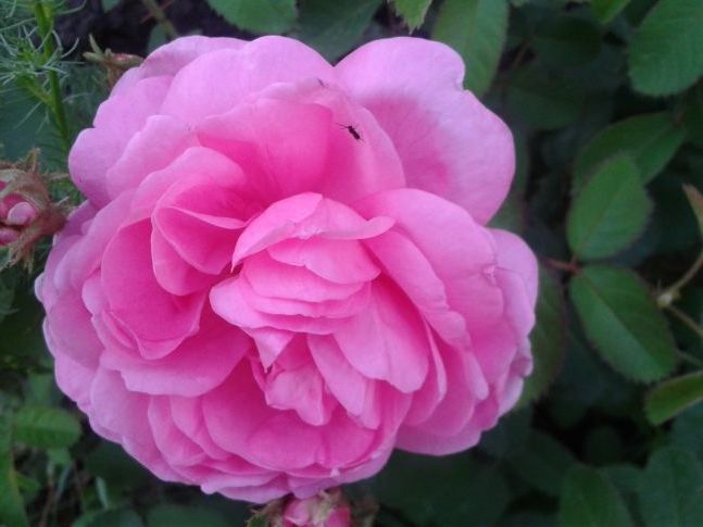 Рожеве диво