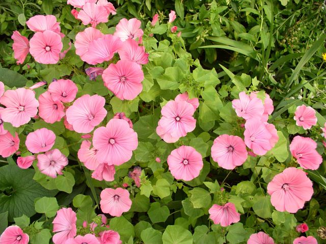 Дзвіночки цвітуть