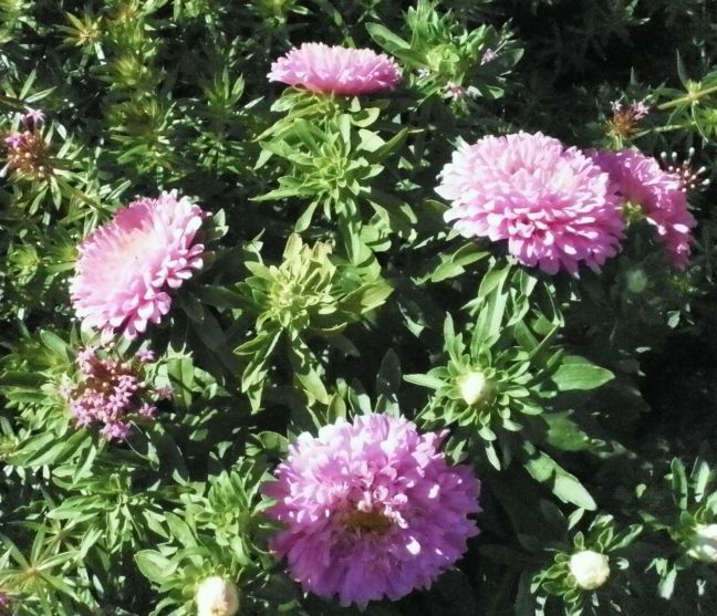 Мільйон, мільйон, мільйон яскравих айстр...