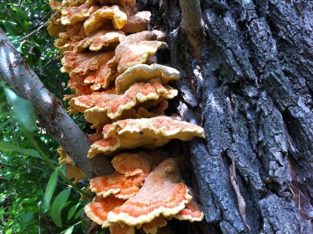 Гриби деревні