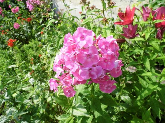 квіти - джерело натхнення