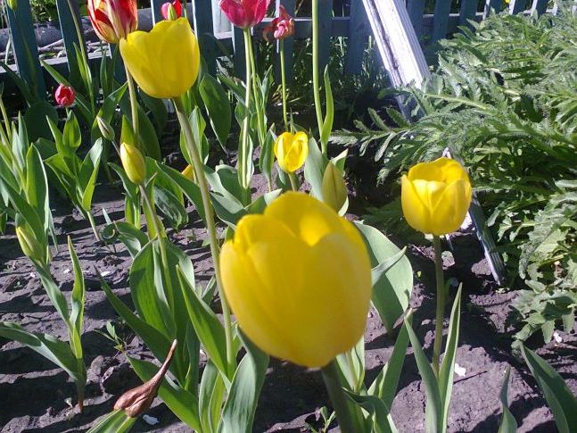Жовті тюльпани фото