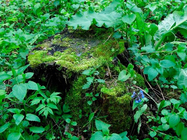 Пень - пенечек. Фото