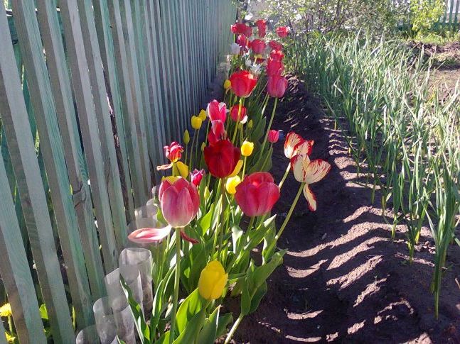 Грядка тюльпанів