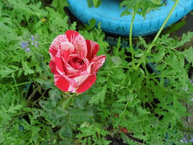 І ось така троянда