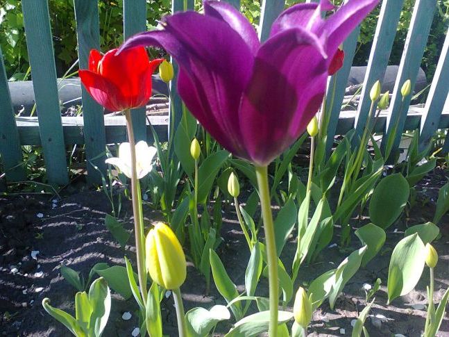Тюльпани на грядці
