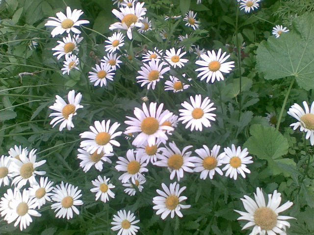 Ромашки влітку