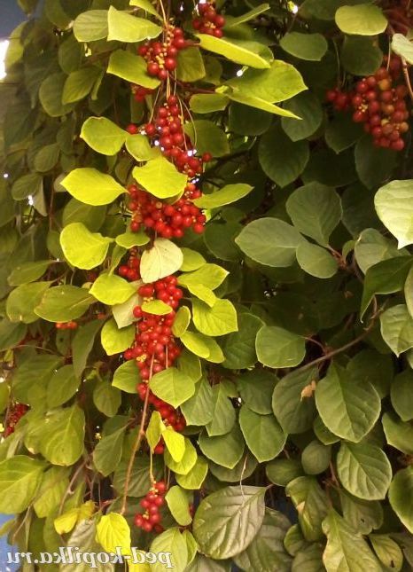 Загадкові плоди