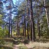 Осінній ліс!