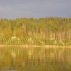 ліс в золотото одягнений