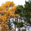 Осінь в Кемерово