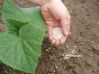 Підживлення овочевих культур
