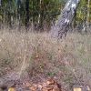 Осінній ліс!