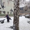 Добра тітонька годує голубів