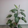 Диффенбахія - Dieffenbachia