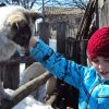 Внучка і Жучка