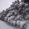 Їли в снігу