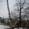 Берізка взимку