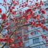 Зимова рябінушка