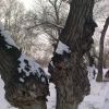 Цілуються дерева