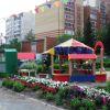 Петунії